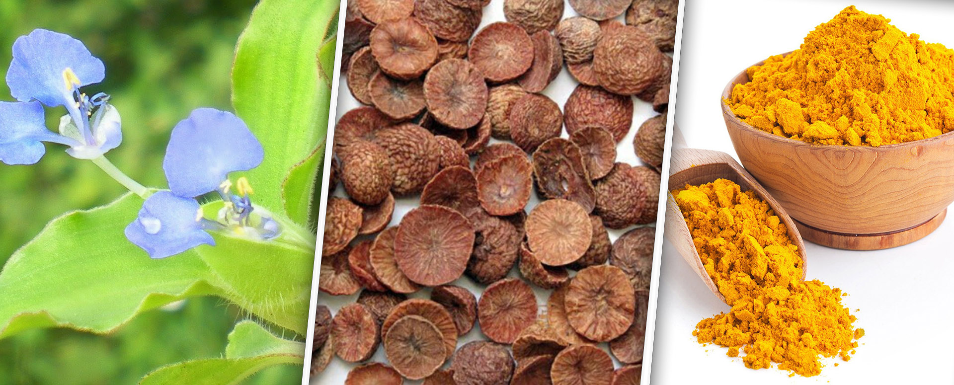 அழகும் ,ஆண்மையும் தருகின்ற நாம் மறந்துபோன அற்புத மூலிகை