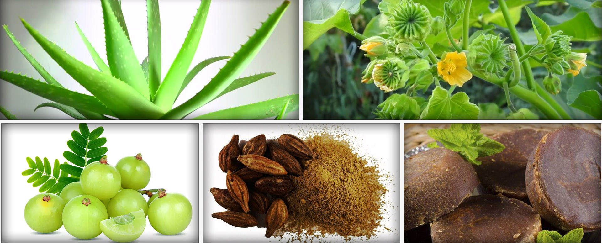 மூலநோய்  ஏற்படுவதை   தடுப்பதற்கான அற்புத மூலிகை மருத்துவம்