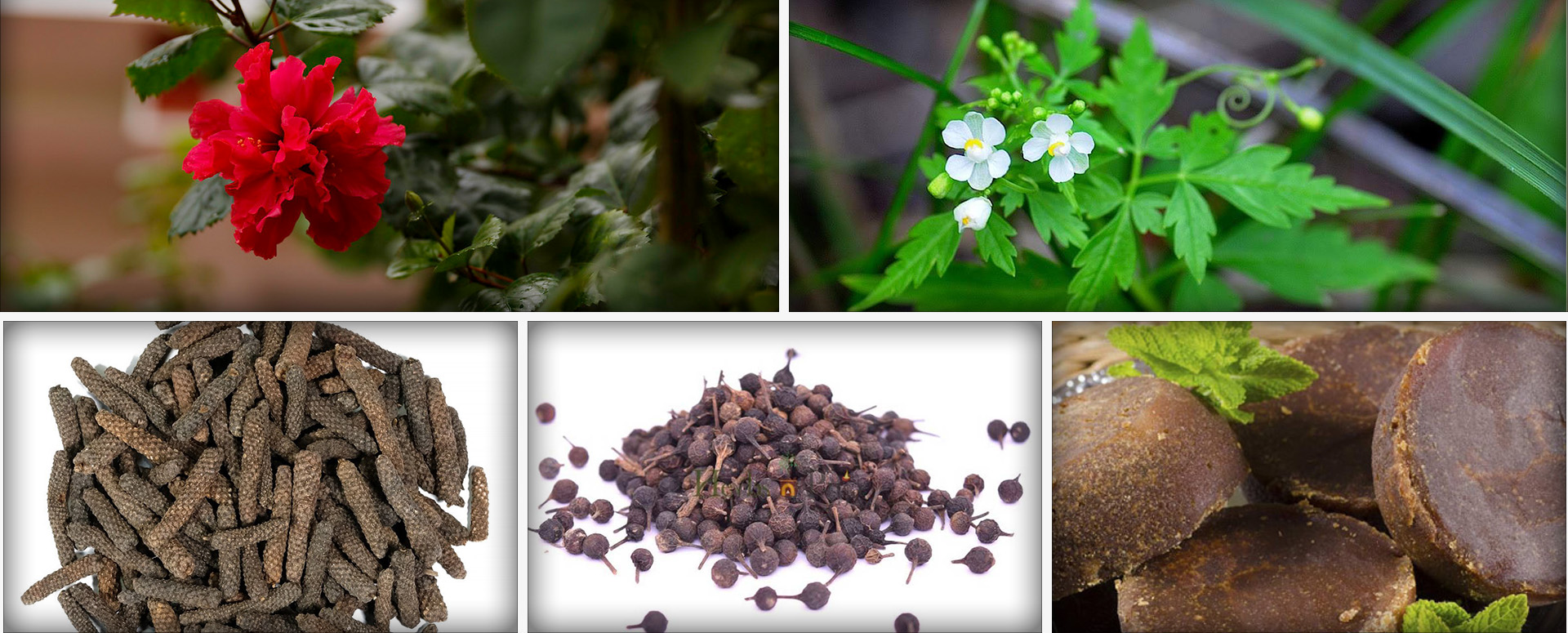 முடக்கு வாதத்தை தீர்க்கும் அற்புத பாரம்பரிய மூலிகை மருத்துவம்