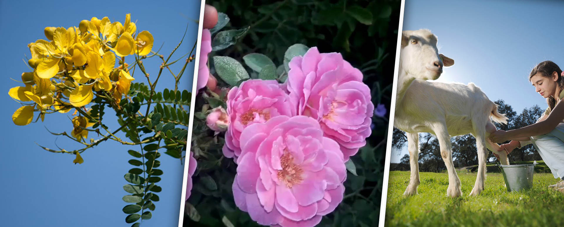 கண் பார்வை தெளிவு பெற அற்புத பாரம்பரிய மூலிகை மருத்துவம்