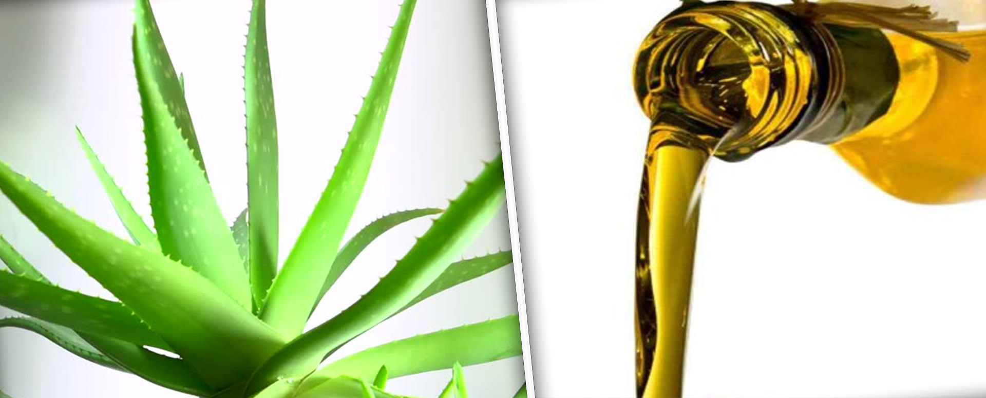 ஆசனவாயிலில் இரத்த கசிவை தடுக்க உதவும் ஆயுர்வேத  மருத்துவம்