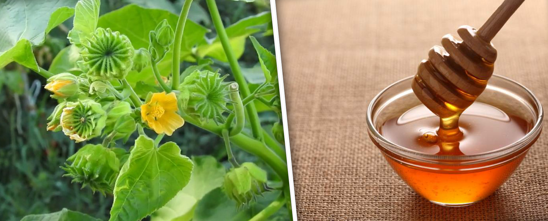 நவ மூலத்தையும் போக்கும் தன்மை கொண்ட துத்தியின் பலன்கள்