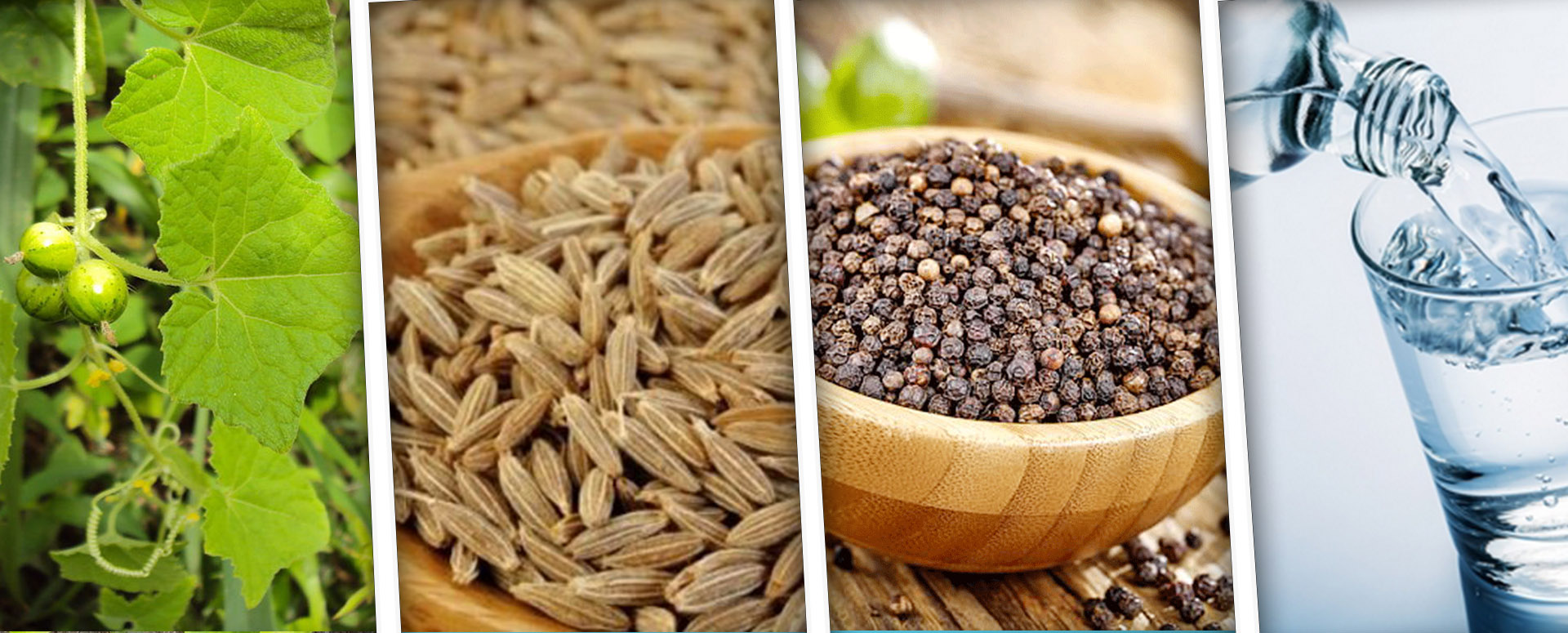 சளியை அறவே நீக்கும் முசுமுசுக்கை இலையின் மருத்துவ பலன்கள்