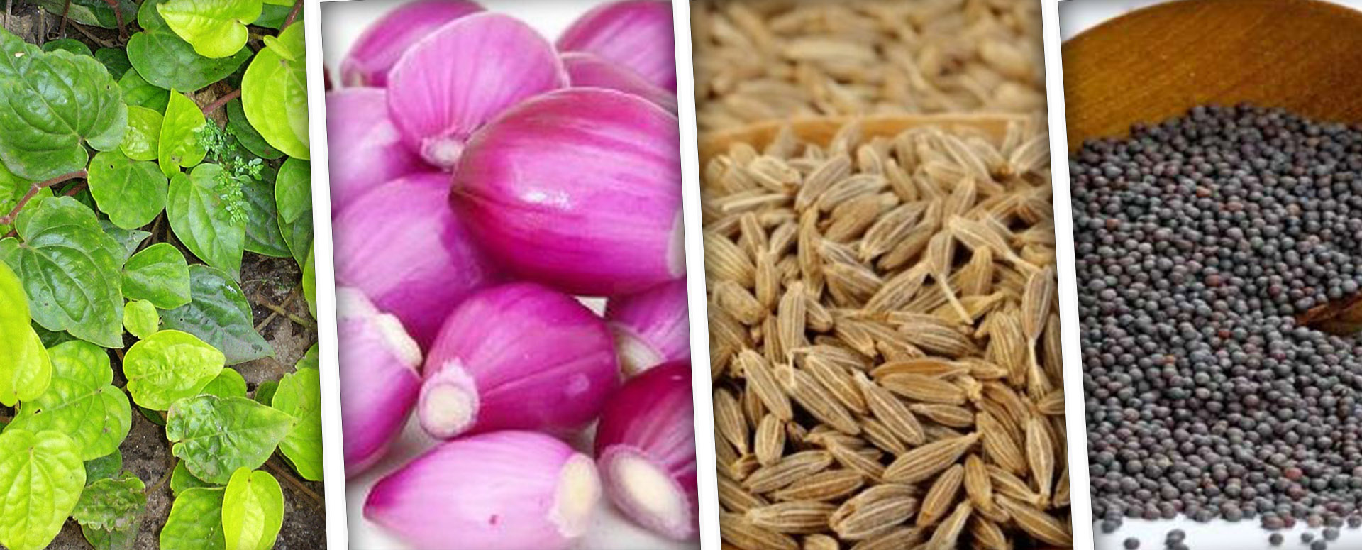 காது இரைச்சல் குணமாக உதவும் மூலிகை மருத்துவம்