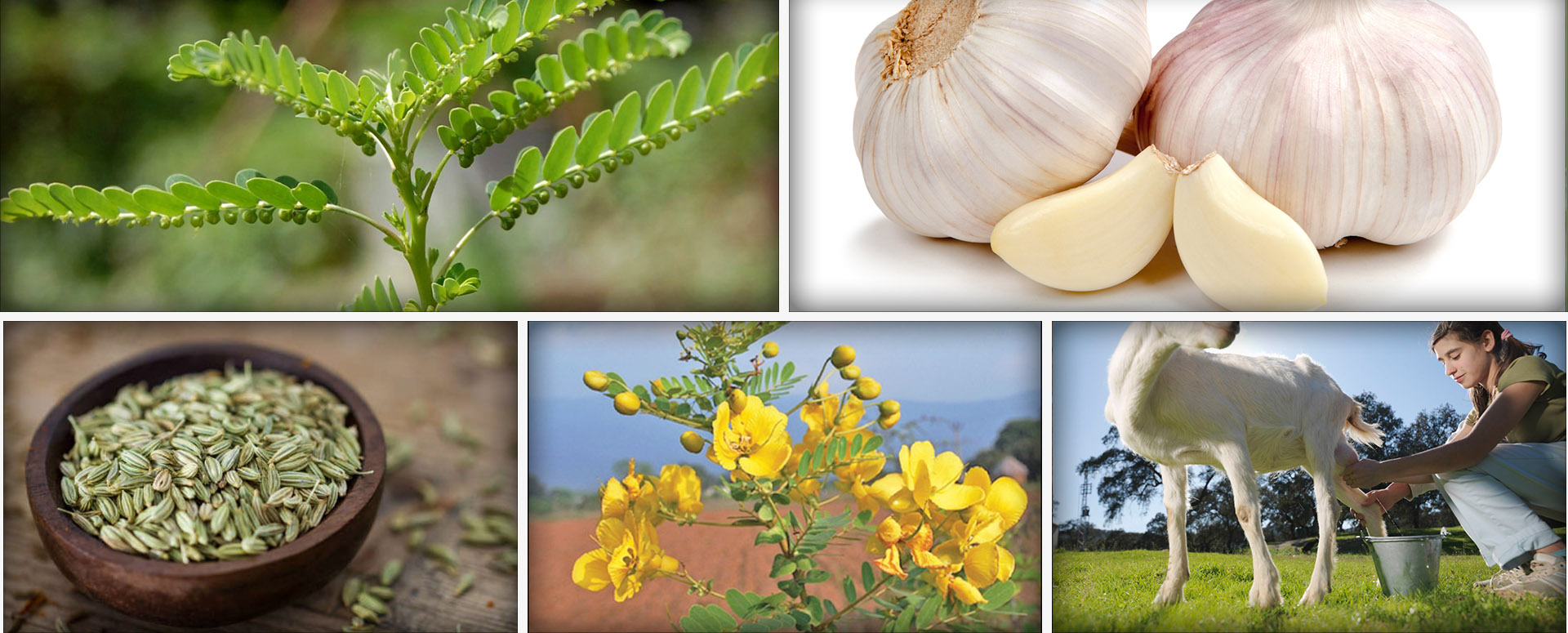 மஞ்சள் காமாலை குணமடைய உதவும் மூலிகை மருத்துவம்