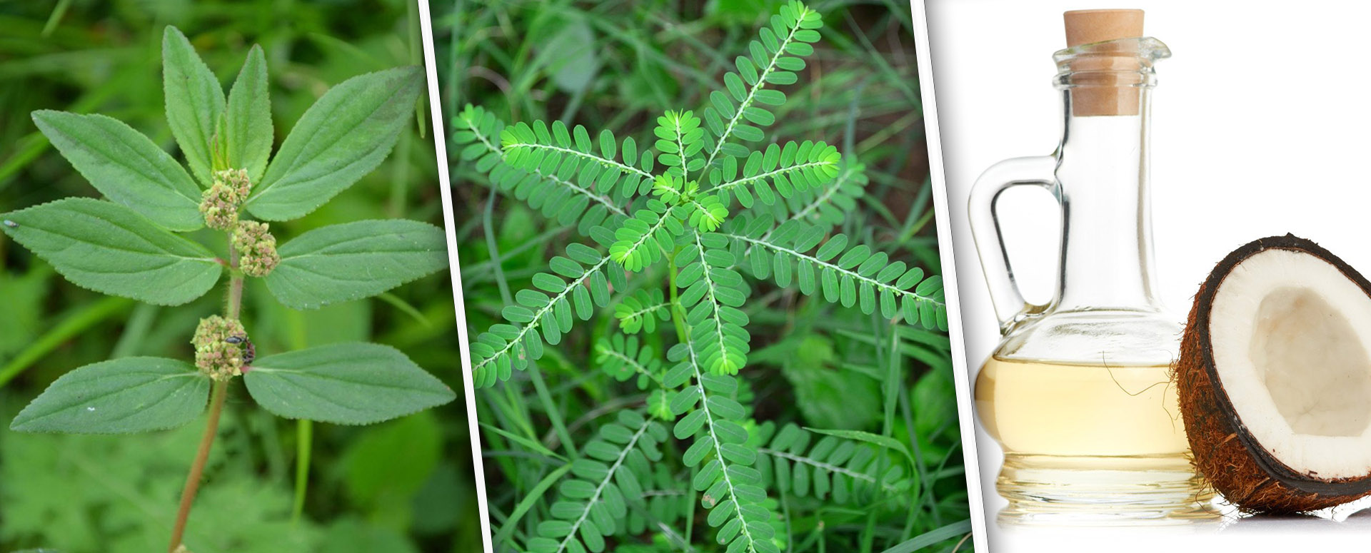 கால் ஆணியை போக்குவதற்கான  வீட்டு வைத்தியம்