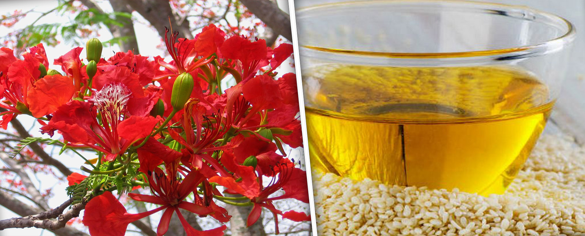 அற்புத மருந்தாகும் அழகிய செங்கொன்றை பூக்கலின் மருத்துவ பலன்கள்