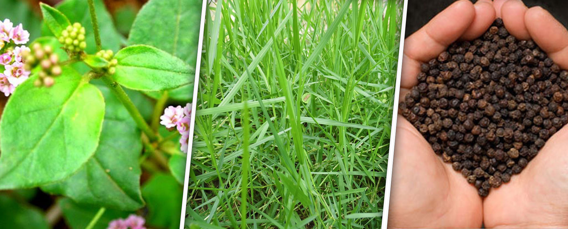 நீண்ட ஆயுள் பெற உதவும்  மூக்கிரட்டை சாறின் மருத்துவம்