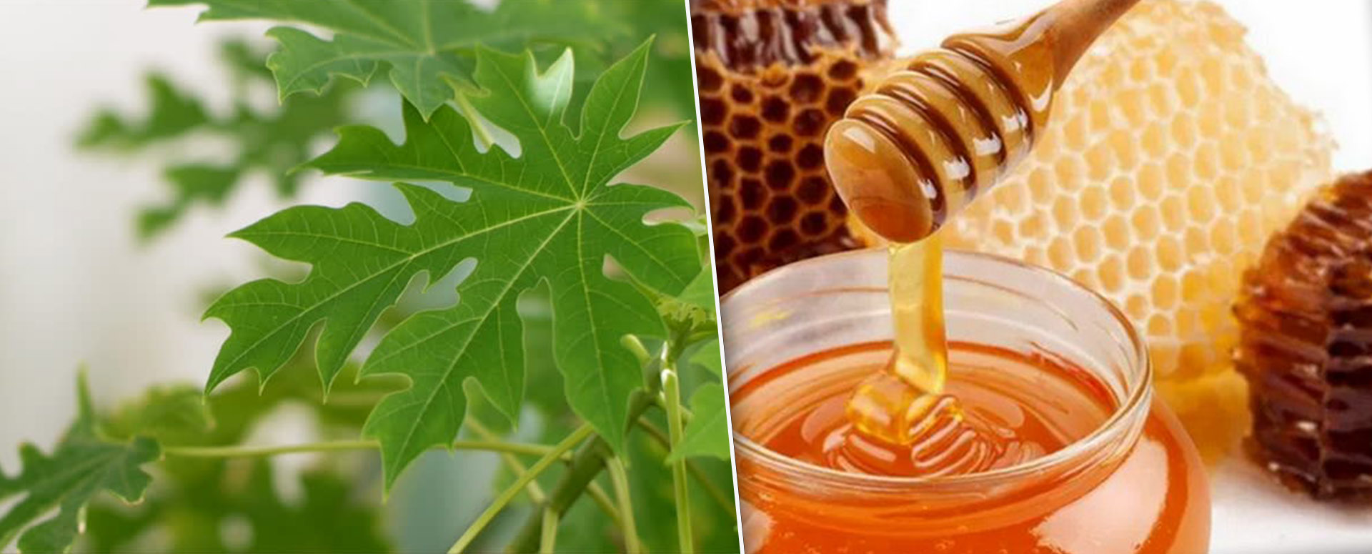 இரத்த தட்டுக்கள் குறைபாடுக்கான பப்பாளி இலையின் மருந்து