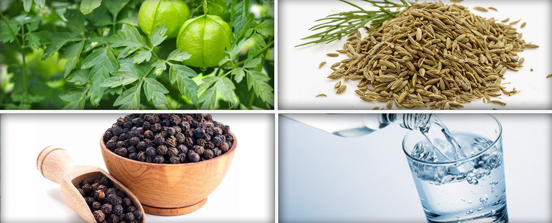 முழு உடலுக்கும் ஆரோக்கியம் தருகின்ற முடக்கத்தான் கீரையின் மருத்துவ பலன்கள்