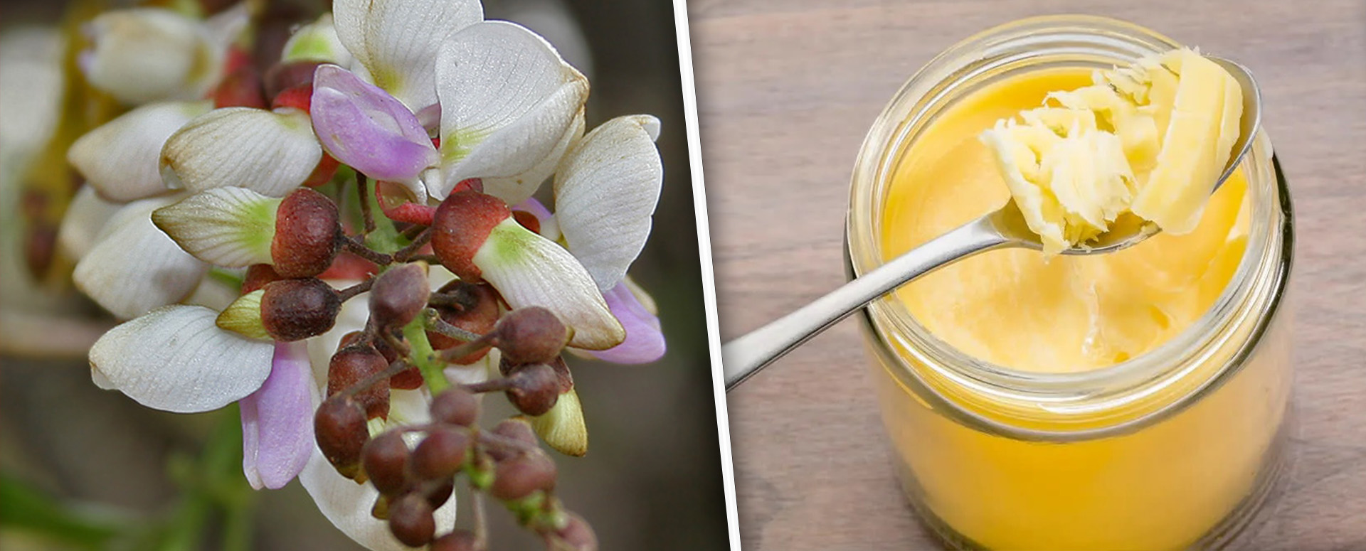 பல நோய்க்கு மருந்தாகும் புங்கன் மர பூவின் மருத்துவ பலன்கள்