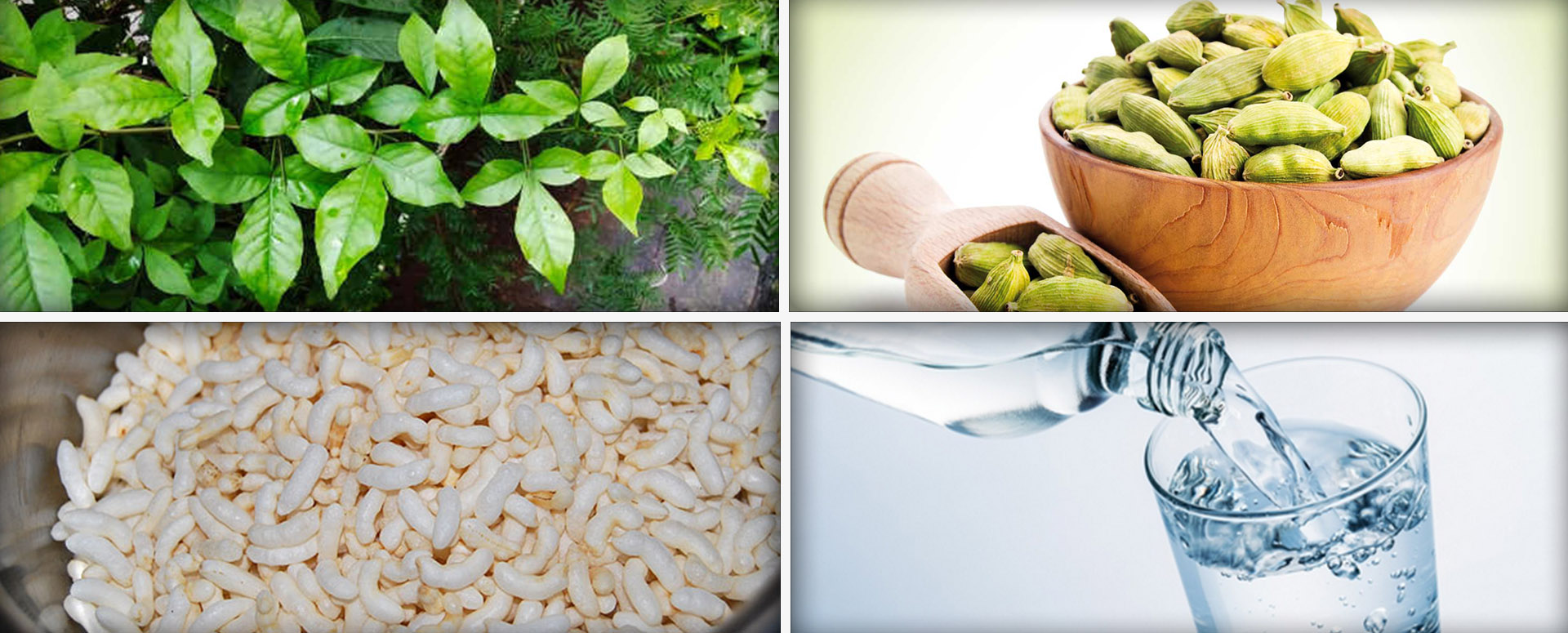 குமட்டல்,வாந்தி,பசி இன்மைக்கு மிக எளிய மூலிகை மருத்துவம்