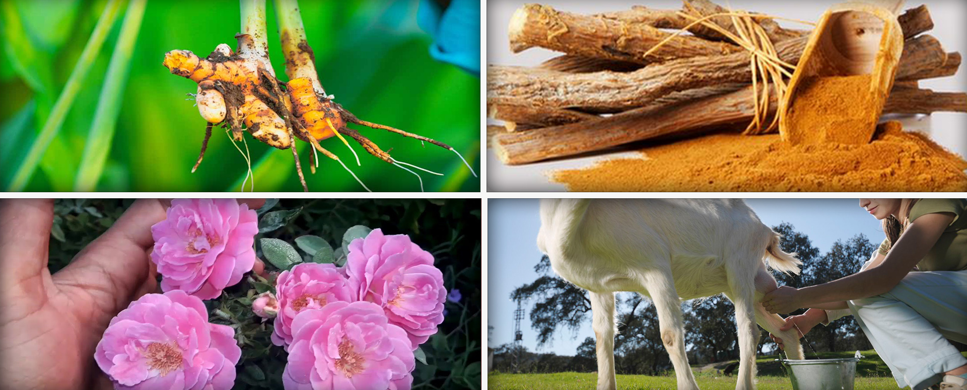 அடிக்கடி விக்கல் வருவதை தடுக்க உதவும் பாரம்பரிய மூலிகை மருத்துவம்