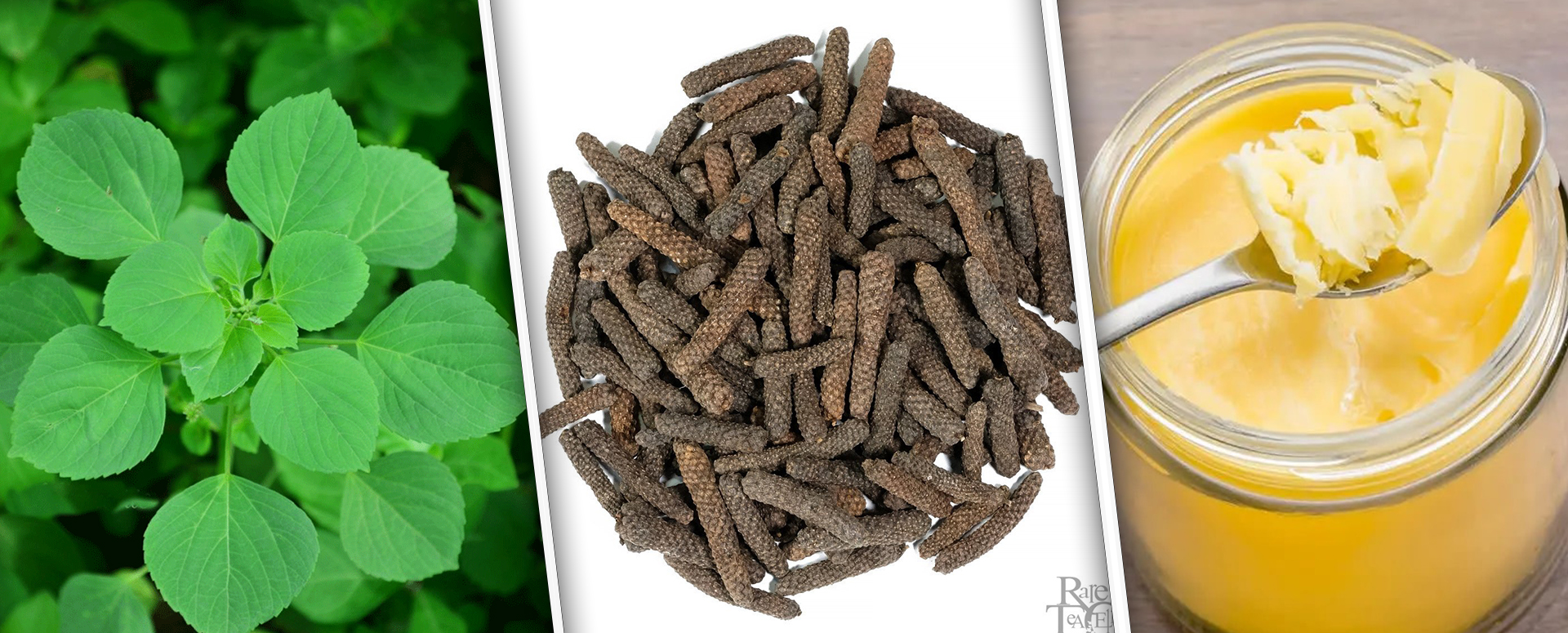 உடலில் ஏற்படும் இரட்டை சூட்டை நீக்கும் குப்பைமேனியின் மருத்துவ பலன்கள்