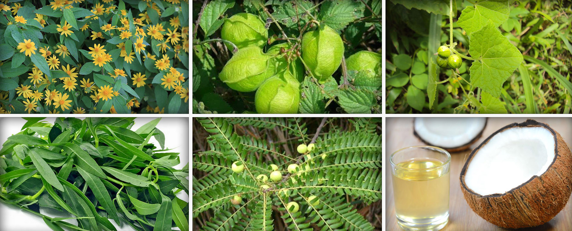 முடி நன்றாக வளர இயற்கை வழி மூலிகை மருத்துவ தீர்வு