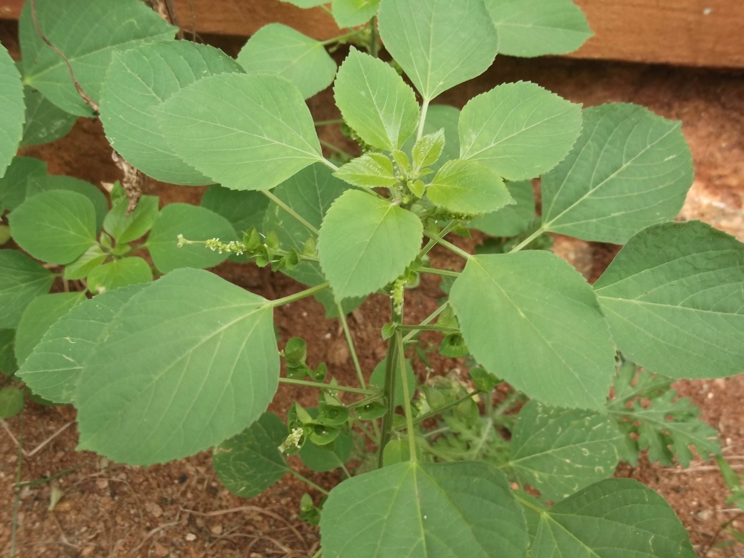 குப்பைமேனி பற்றி பலரும்  அறியாத பல மருத்துவ பயன்கள் குப்பைமேனி பற்றி பலரும்  அறியாத பல மருத்துவ பயன்கள்