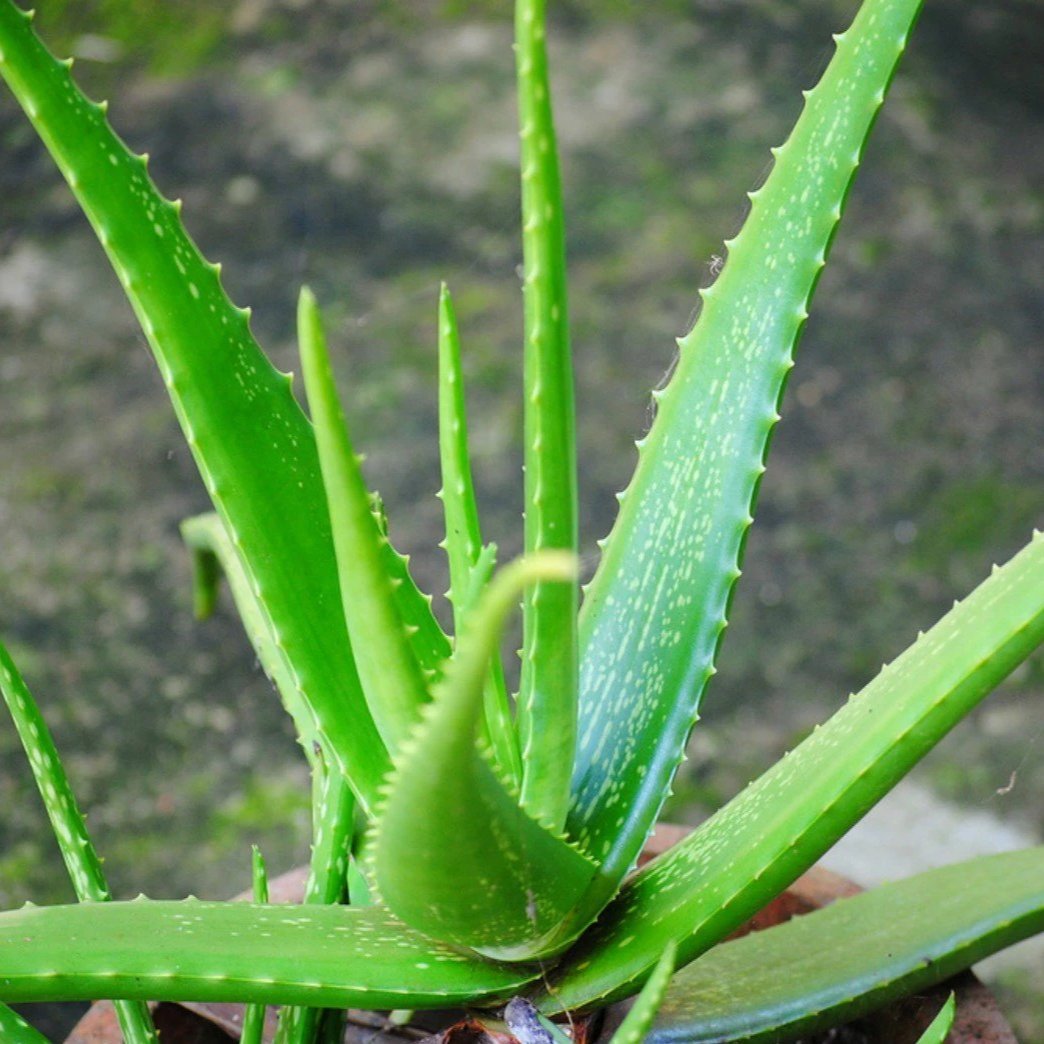 எப்பொழுதும் இளமையா இருக்க ஆசையா? எப்பொழுதும் இளமையா இருக்க ஆசையா?