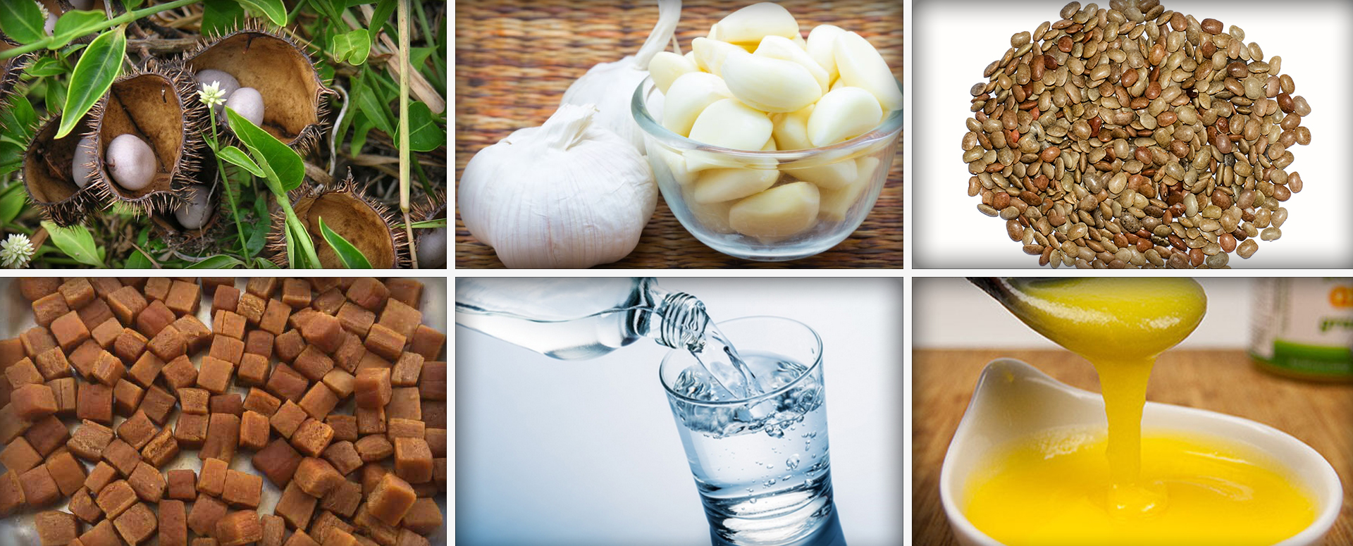 விதை வீக்கம் நோயை குணப்படுத்தும் கழற்சிக்காய் மருத்துவம்