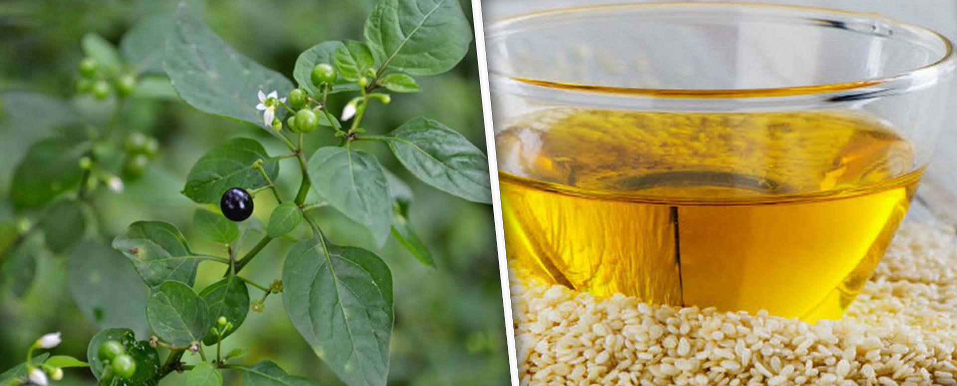 குழந்தைகளுக்கு சளி இருமல் வராமல் தடுக்க உதவும் மணத்தக்காளியின் மருத்துவம்