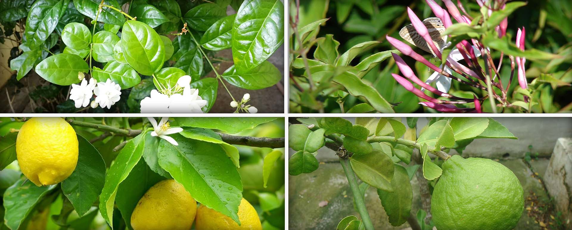 வாய் துர்நாற்றம் மற்றும் பல் ஈறு வலி முற்றிலுமாக நீங்க எளிய வழி