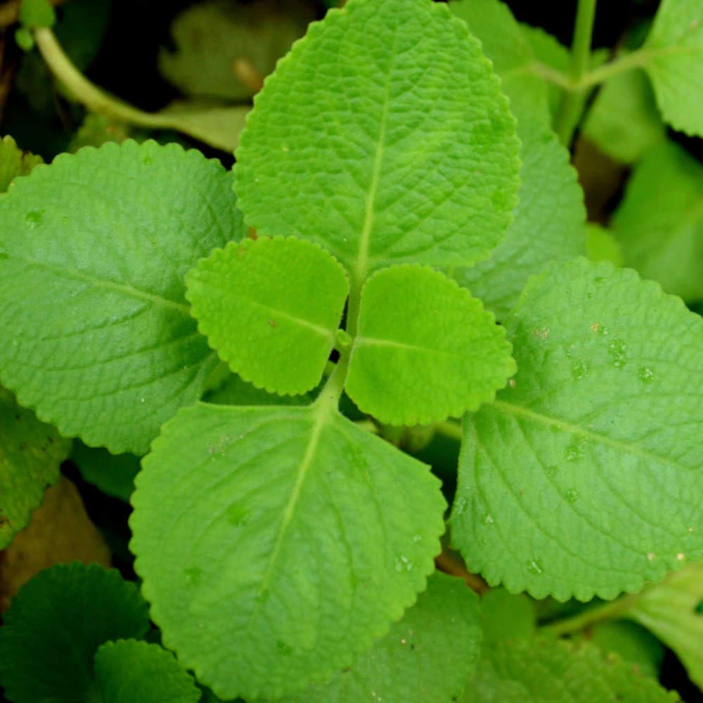 கற்பூரவல்லியின் அற்புத மருத்துவ குணங்கள் மற்றும் பயன்கள்