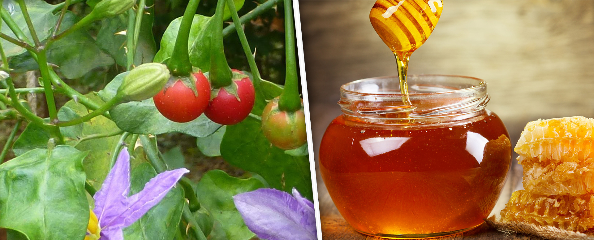 குழந்தைகளுக்கு சளி இருமல் வராமல் தடுக்க உதவும் தூதுவளை பழத்தின் மருத்துவம்