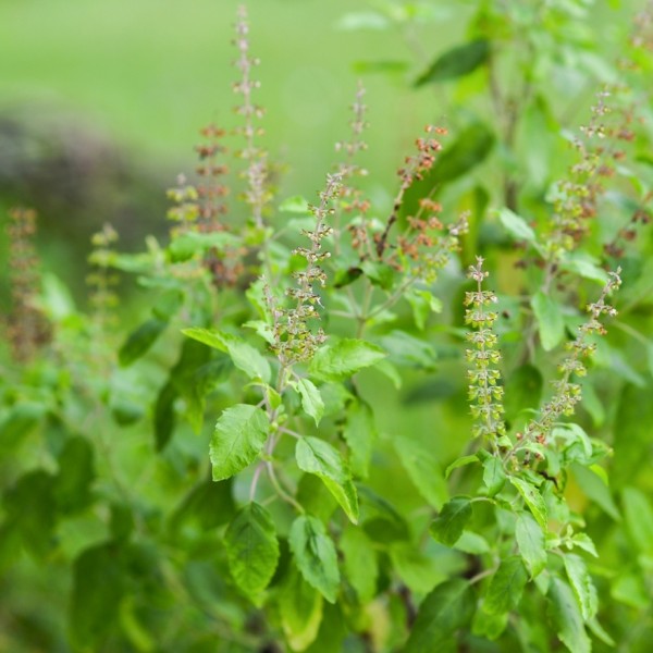 நாம் சாதாரணமாக நினைக்கும் துளசியின் வியக்க வைக்கும் மருத்துவ குணங்கள்