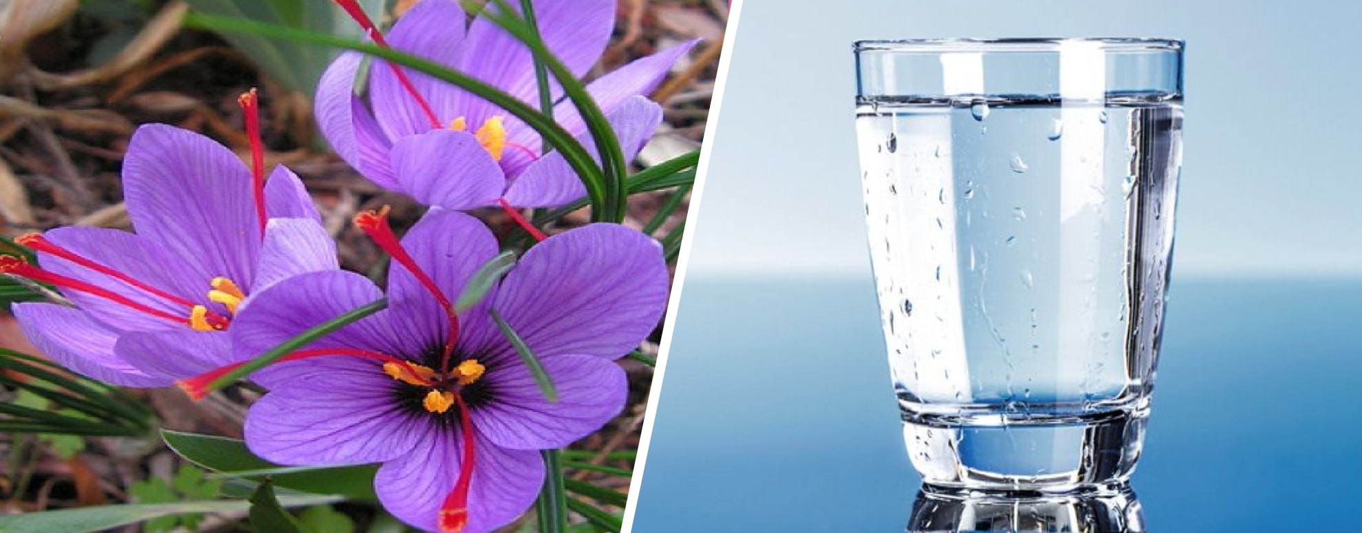 காய்ச்சலை குணப்படுத்தும் குங்குமம் பூவின் மருத்துவம்