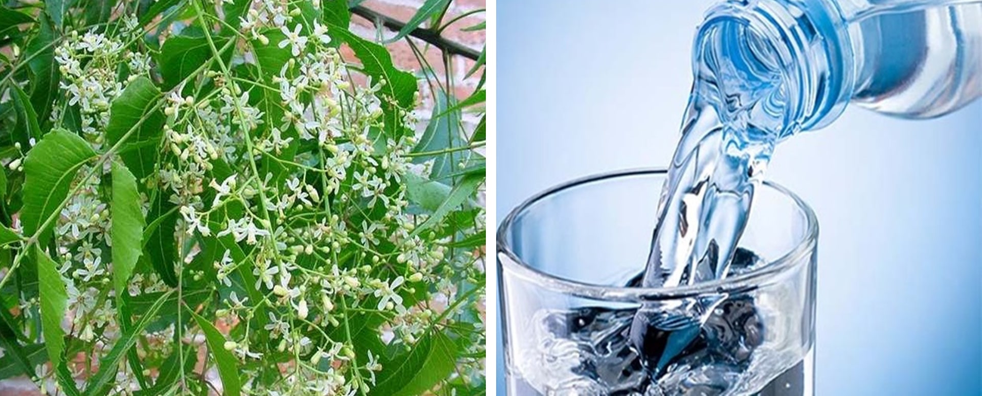 தொண்டை புண் குணமாக உதவும் வேப்பம் பூவின் மருத்துவம்