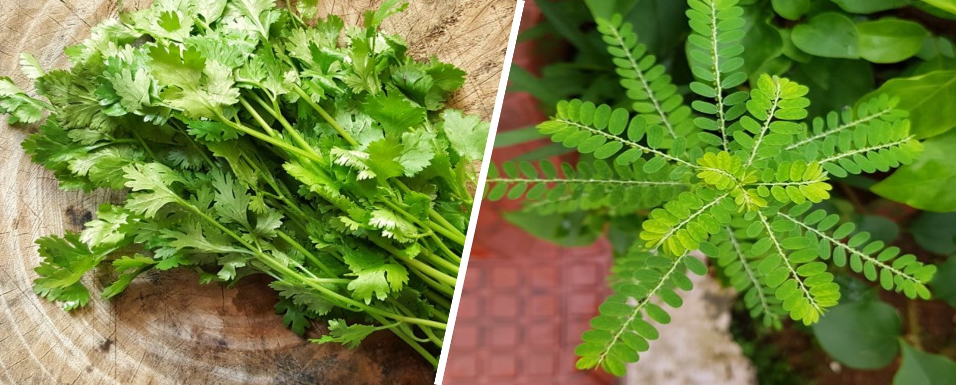 தேமல் வராமல் தடுக்க உதவும் எளிதான மூலிகை வைத்தியம்