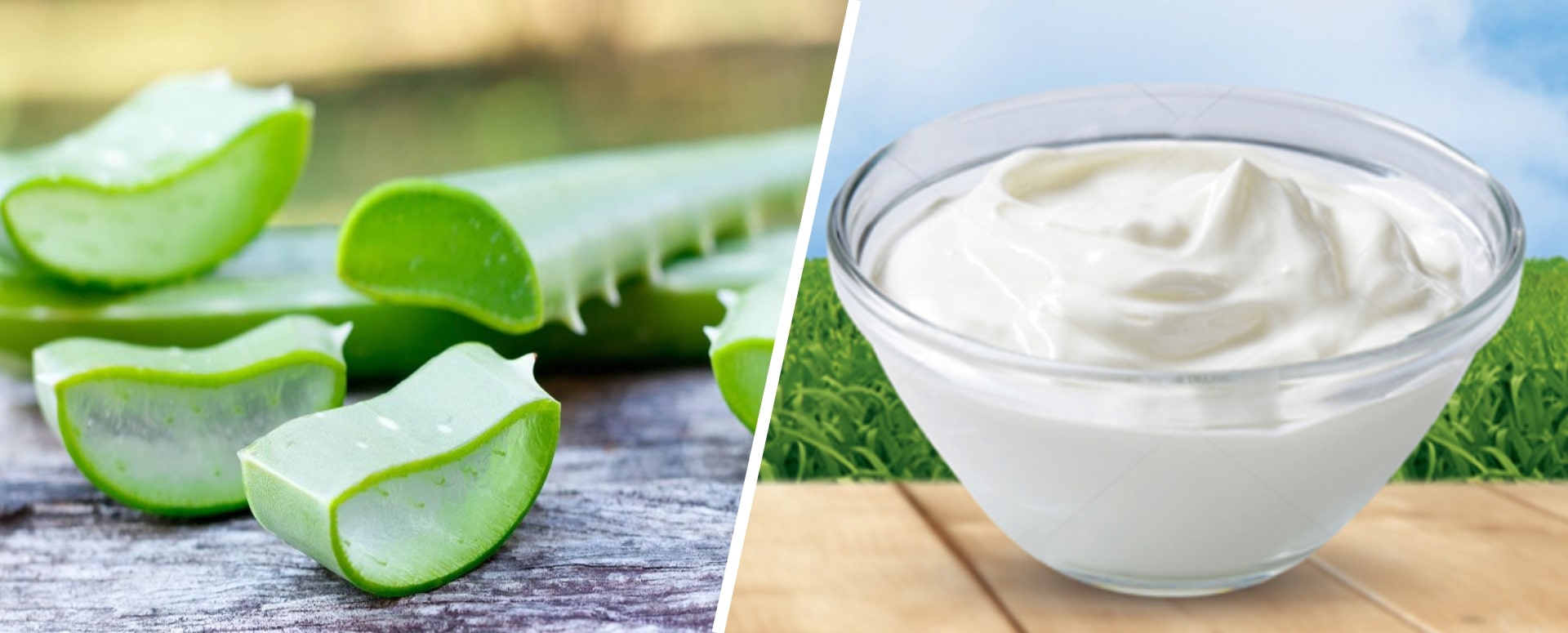 உடலை குளிர்ச்சியாக வைக்க உதவும் சோற்று கற்றாழையின்  நாட்டு வைத்தியம்