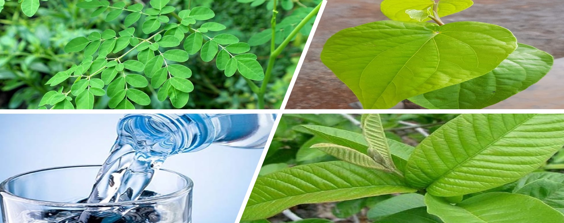 இரத்தத்தின் சர்க்கரை அளவை குறைக்க  செய்யும் ஒரு சிறந்த மூலிகை தேநீர்