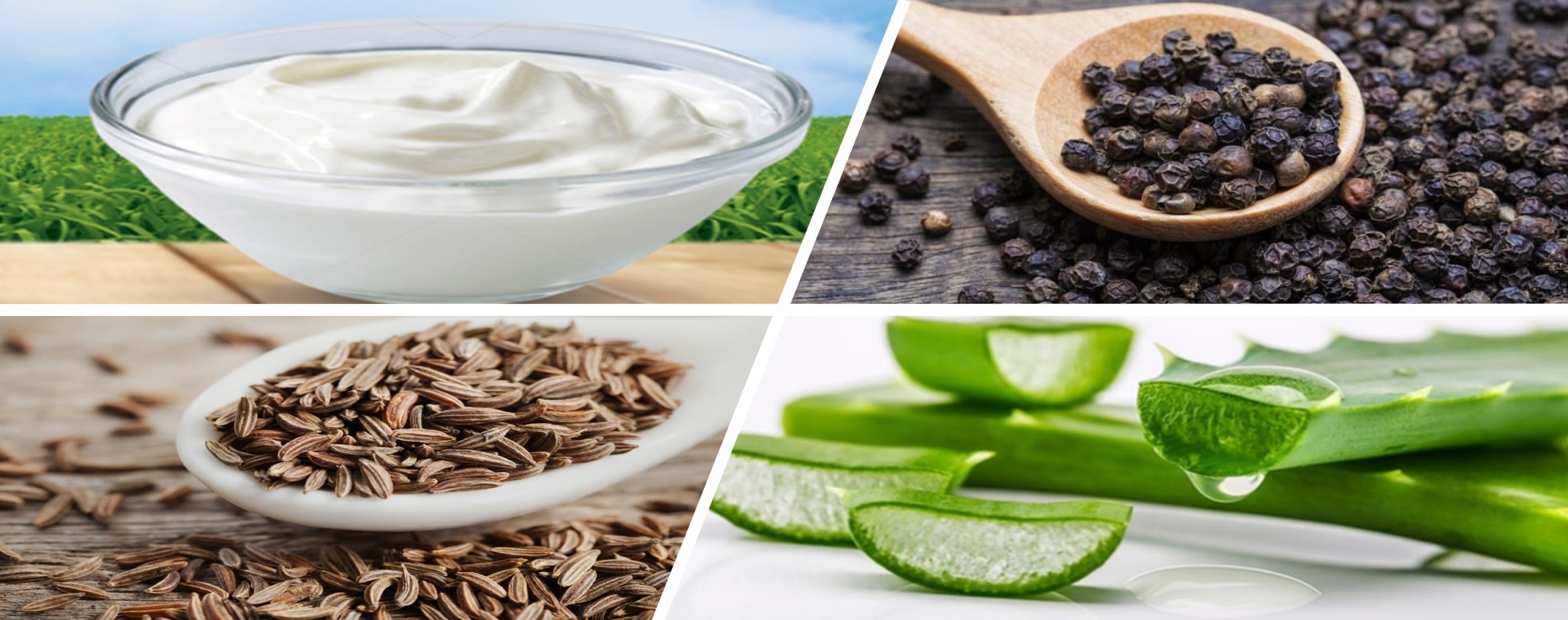 பெண்களின் மாதவிடாய் பிரச்சனைக்கு  உதவும் சோற்று கற்றாழையின் மருத்துவம்