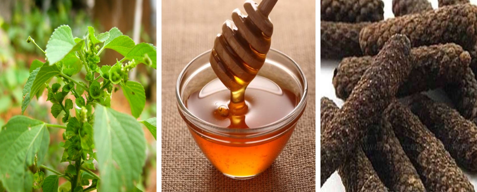 காய்ச்சலை குணமாக்கும் குப்பைமேனி மருத்துவம்