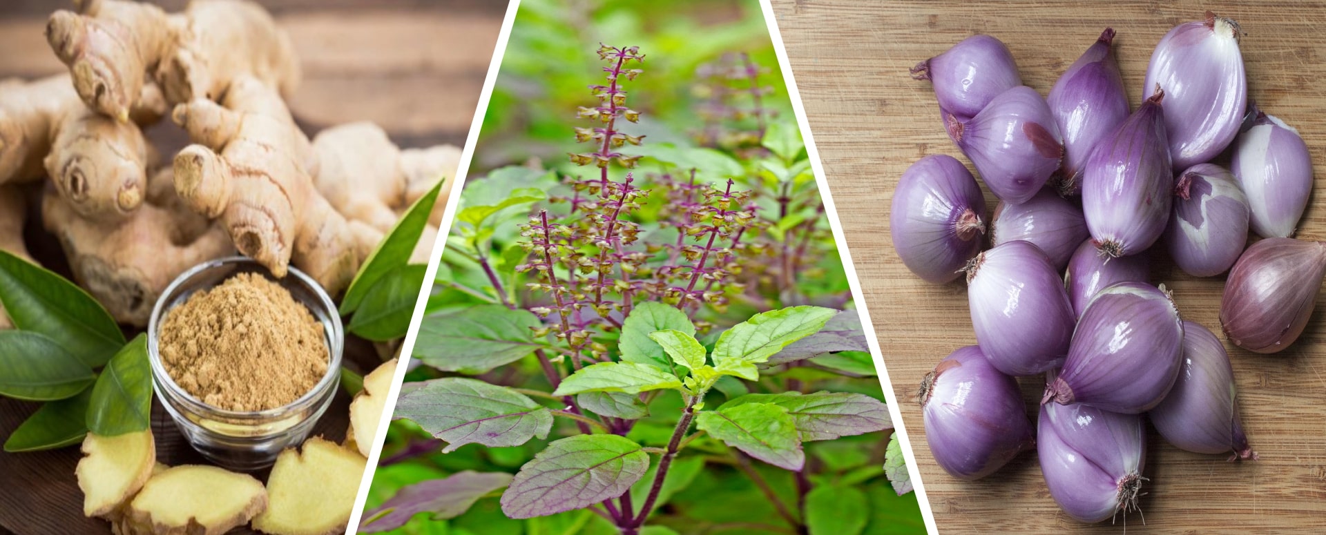 நுரையீரல் சளியை வெளியேற்றும் ஒரு சிறந்த மூலிகை வைத்தியம்