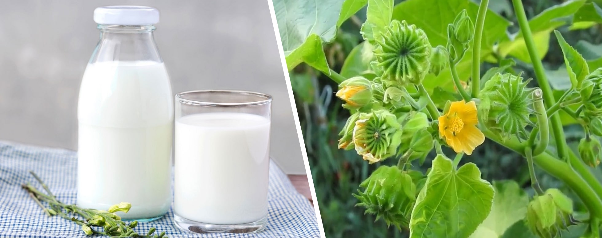 மூலம் பவுத்திரம் முற்றிலும் குணமாக்கும் மூலிகை பால்