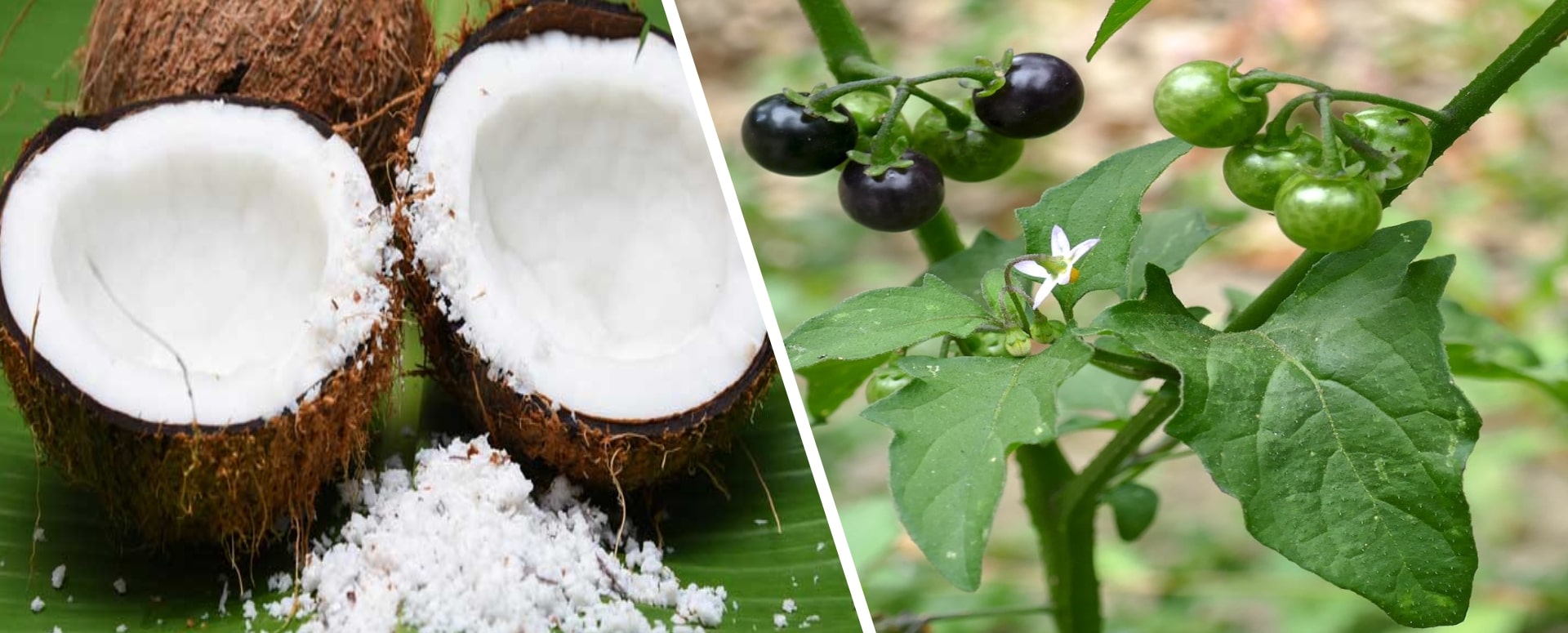 வாயில் ஏற்படும் குழிப்புண்களுக்கு ஒரு எளிய தீர்வு