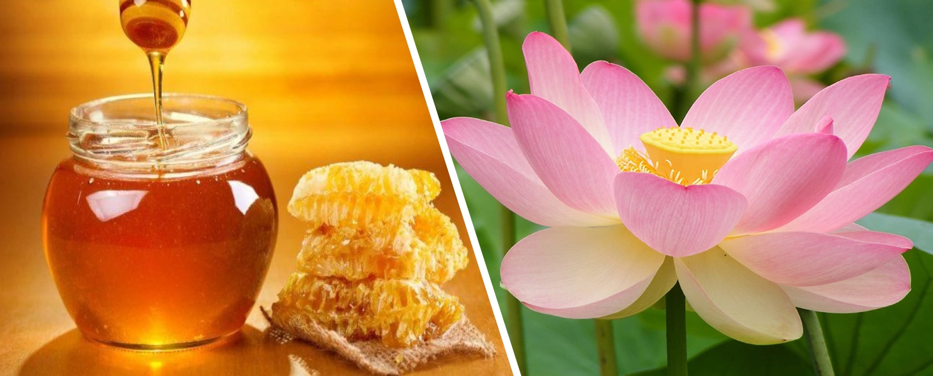 இதய நோய் வராமல் தடுக்க உதவும் செந்தாமரை இதழ்களின் மருத்துவம்