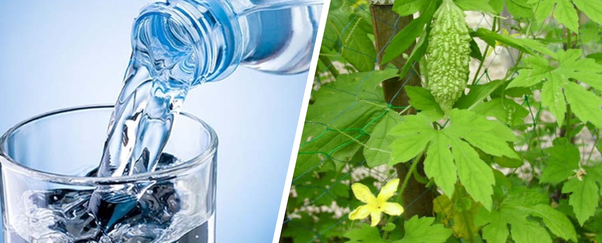 மலக்குடல் புழுக்களை நீக்க ஒரு எளிதான இயற்கை மருத்துவம்