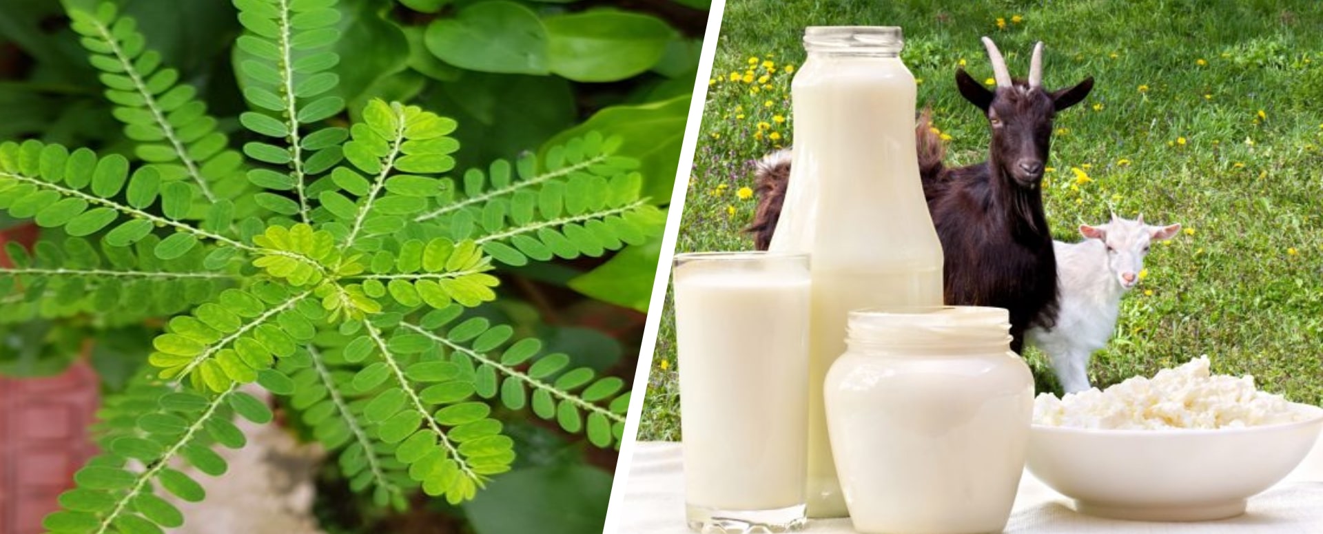 மது பழக்கத்தை உடனே நிறுத்த உதவும் கீழாநெல்லியின் மருத்துவம்