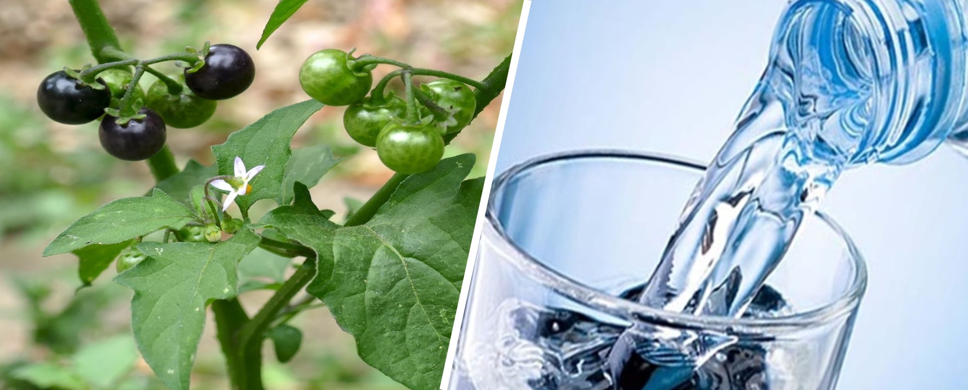 அல்சர் குணமாக ஒரு எளிதான வீட்டு வைத்தியம்