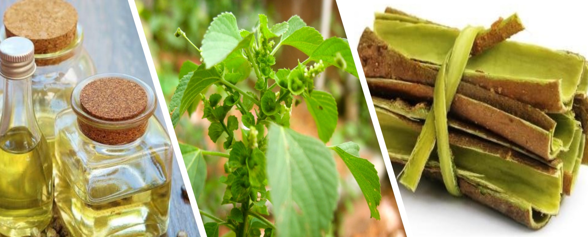 சிரங்கு நோய் மற்றும் தோல் நோய்களை குணமாக்க உதவும் தைலம்