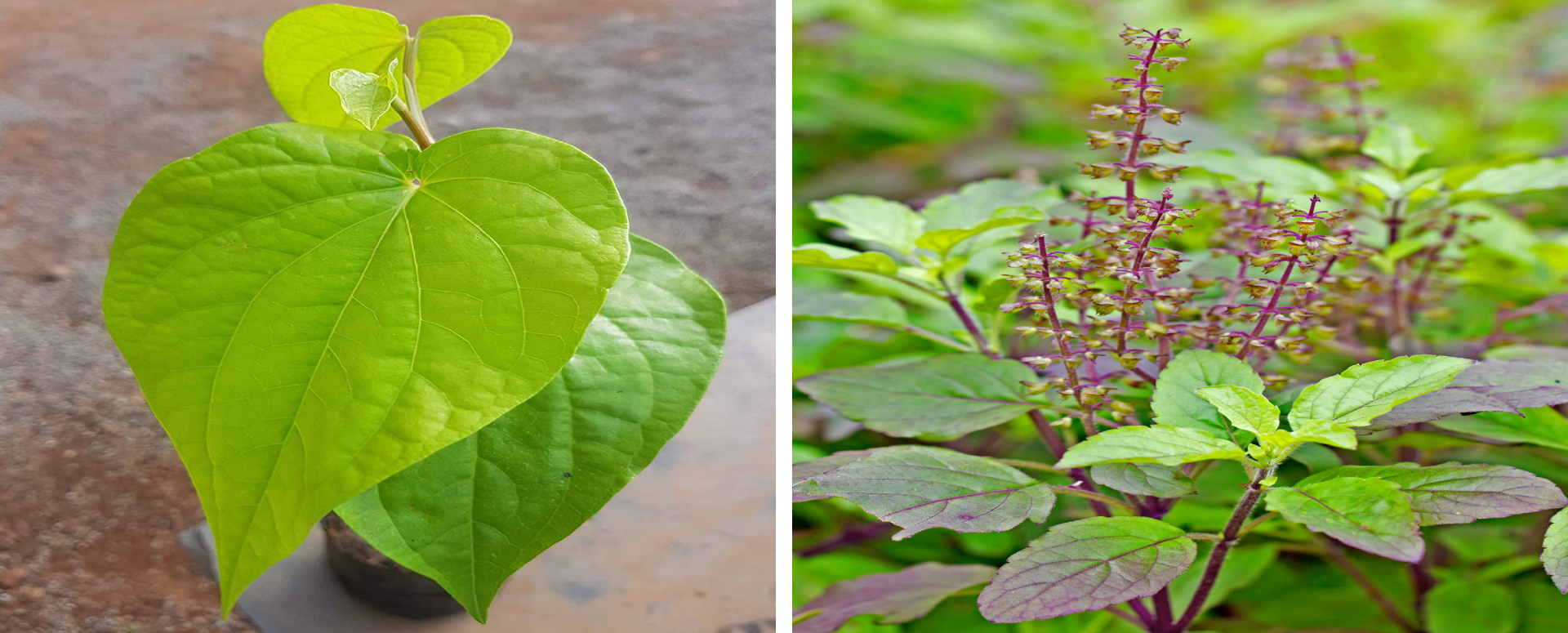 தேமல் நீங்க ஒரு எளிதான வீட்டு வைத்தியம்