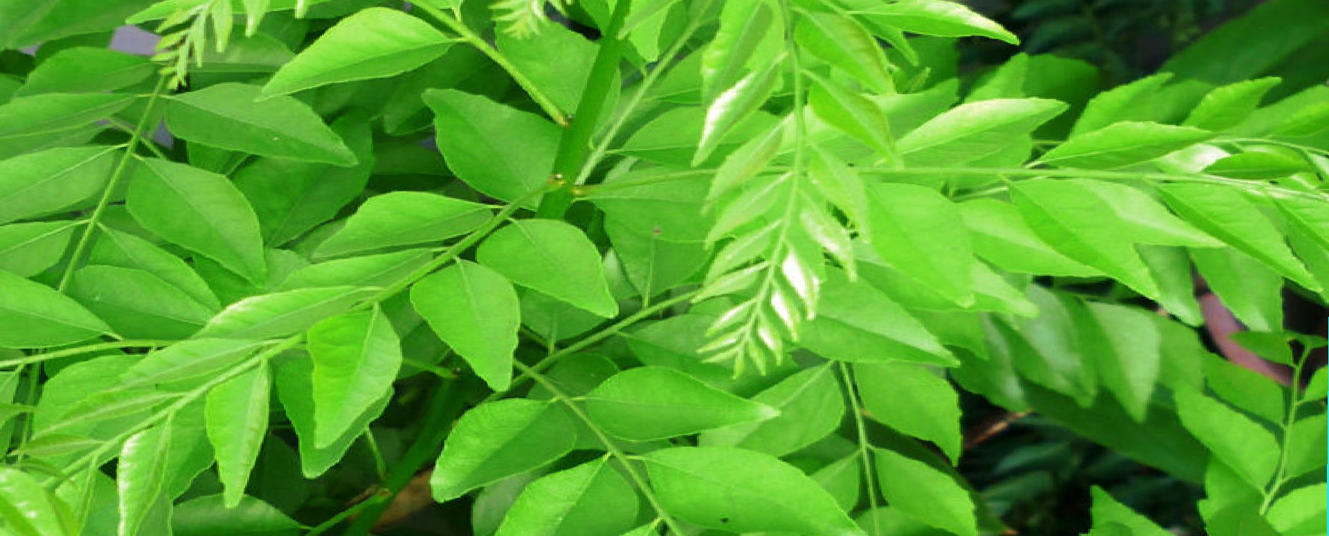 தினமும் கறிவேப்பிலையை இப்படி சாப்பிட்டால் இவ்வளவு நன்மைகளா! தினமும் கறிவேப்பிலையை இப்படி சாப்பிட்டால் இவ்வளவு நன்மைகளா!