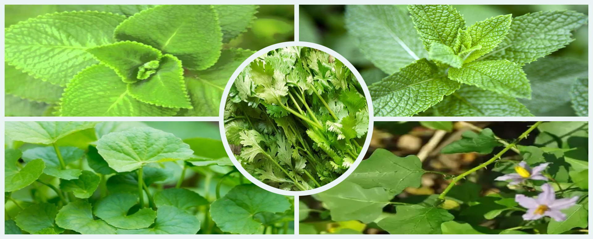 மூலிகை இலைகளும் அதன் பயன்களும்