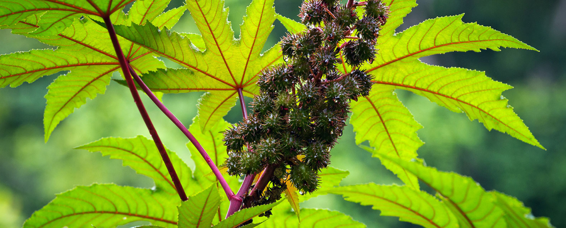 பற்பல நோய்க்கு தீர்வு தரும் ஆமணக்கு மூலிகையின் மருத்துவப் பயன்கள் பற்பல நோய்க்கு தீர்வு தரும் ஆமணக்கு மூலிகையின் மருத்துவப் பயன்கள்