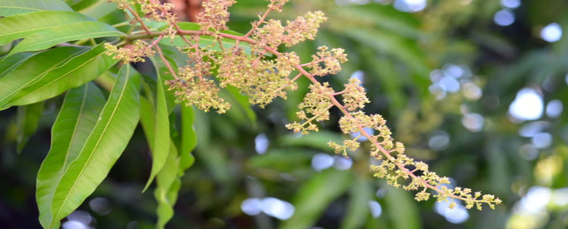 மாம்மர பூவின் அற்புதமான மருத்துவப் பயன்கள் மாம்மர பூவின் அற்புதமான மருத்துவப் பயன்கள்