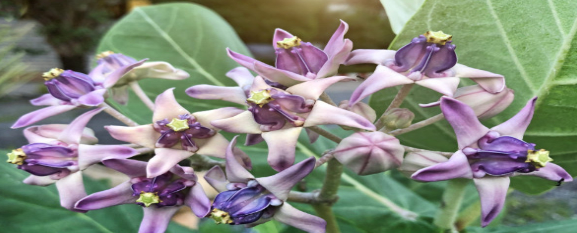 எருக்கன் செடியின் மருத்துவப் பயன்கள்