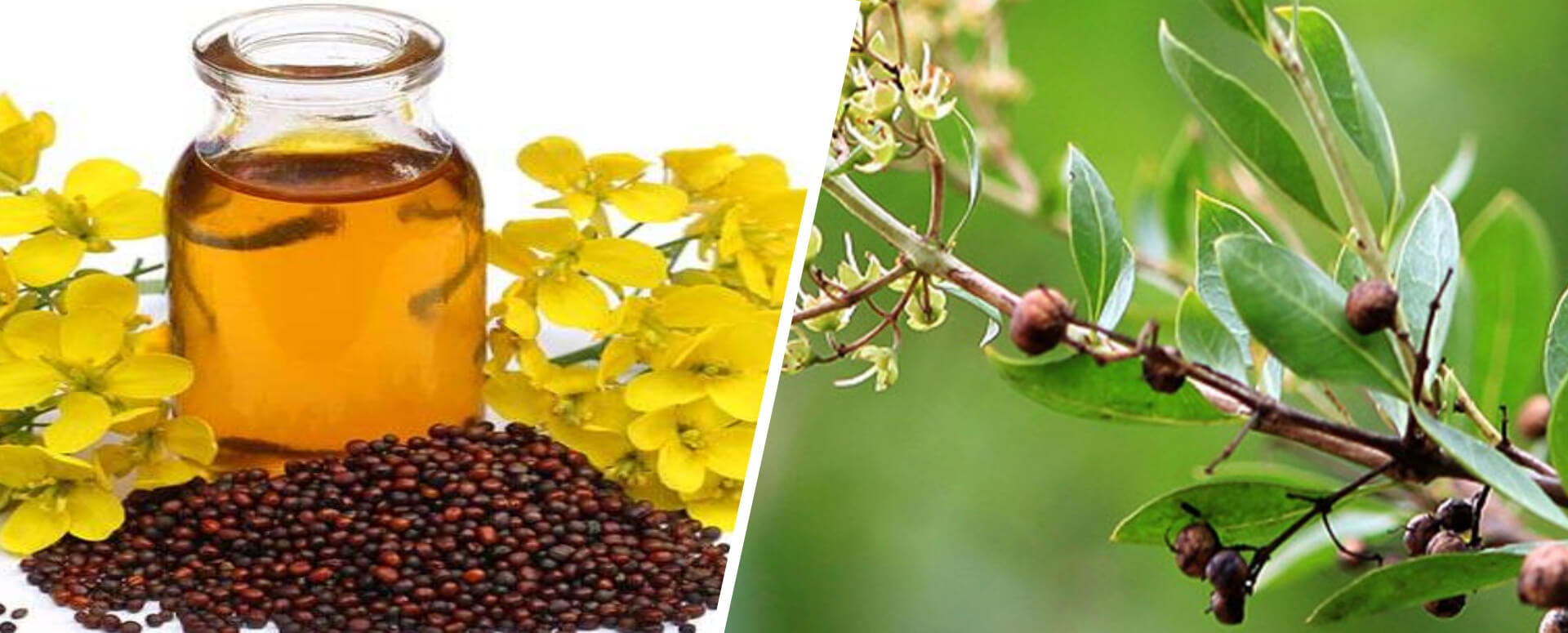 வழுக்கை தலையில் முடி வளர ஒரு எளிதான இயற்கை மருத்துவம்