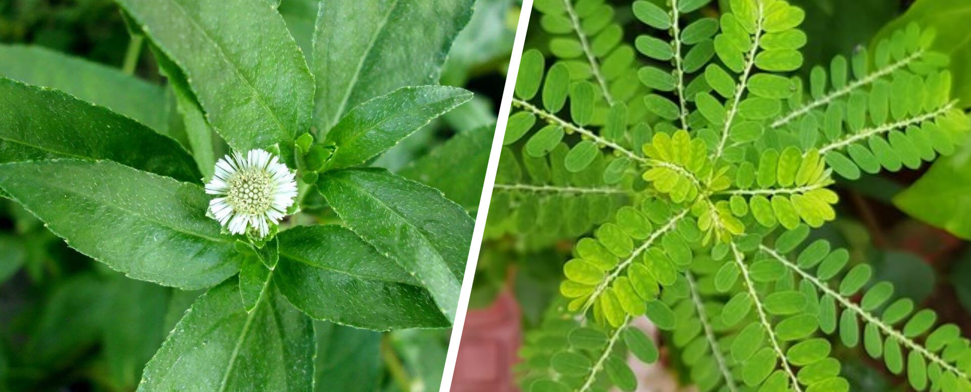 உடலில் இரத்த சோகை முற்றிலும் குணமாக..